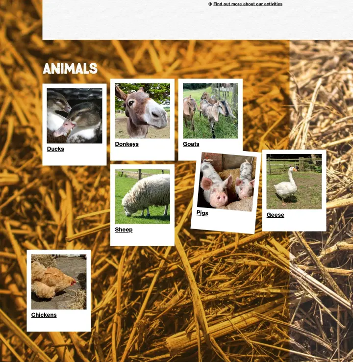 animals on Hackney City Farm